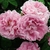 Large double pink roses