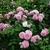 Shrub in bloom with pink double flowers