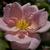 Rosa 'Mary Wallace'
