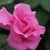 Pink fully double hybrid tea rose