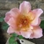 A semi-double pinkish apricot rose