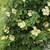 Rosa 'Mermaid'