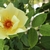 Rosa 'Mermaid'