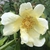 Rosa 'Mermaid'