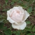Flower with off-white 3 layered petals with a touch of pink