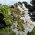 Flowers and stems with prickles