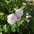 Rosa 'Nympenburg'
