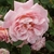 Close up of flower