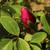 Bud and leaves