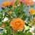 Small orange-yellow roses