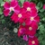 Single cherry red flowers.
