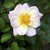 Single very pale pink flowers.