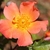 Single pale orange flower.