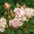 Rosa 'Penelope'