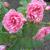 Rosa 'Pink Grootendoorst'