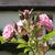Rosa 'Pink Grootendoorst'