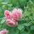 Rosa 'Pink Grootendoorst'