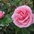 Large, pink, fully double rose.