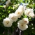 Clusters of white, fully double rose flowers.