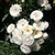 Clusters of white, fully double rose flowers.