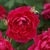Flowers of 'Quadra'