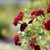 A trailing branch with many, small, red, double roses.