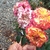 Bunch of 4 flowers past their bloom - Petals are orange & red.