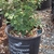 Form in a pot at a nursery in Durham, North Carolina