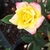 Flower in bloom - yellow with pink border on outer petals