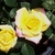 Two flowers in bloom - yellow with pink border on outer petals