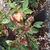 Bunch of 9 flower buds with one with Yellow/Red petal sprouting