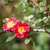 Two semidouble red roses from leavy branches.