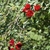 A trailing branch with many, small, red, double roses.