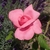 Rosa 'Rhonda'