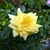 Yellow double flower fully open