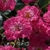 Rosa 'Robin Hood'