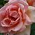 Close up of flower