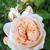Rosa 'AUSleap' SWEET JULIET