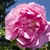 pink, double-flowered rose flower.