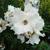 Rosa 'Sally Holmes'