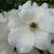 Rosa 'Sally Holmes'