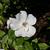 Rosa 'Sally Holmes'
