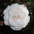 Rosa 'Seafoam'