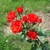 Cluster of small, orange-red, semidouble roses.