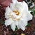 White, double rose