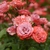 Cluster of pink roses