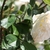 White double-flowered rose.