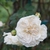 White double-flowered rose.