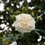 White double-flowered rose.