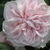 Flower-Pink, doubled, "quartered" rose.